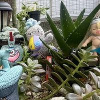  ブロンズ姫,アロエ 不夜城,地植え,アガベ属,繋がりに感謝✨の画像