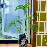 アスパラ,マドカズラ,平和を願う☆,世界平和,ムーミンの日の画像