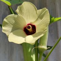 オクラの花,プランター植え,薄い黄色,家庭菜園,庭の画像