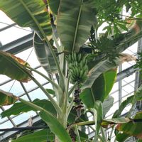 バナナ,バナナ・アエアエ,南国,南国植物,南国の植物の画像