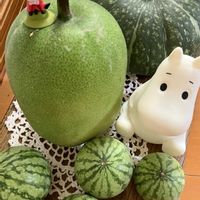 カルーナ,キカラスウリ(黄烏瓜),コンロンカ（ハンカチの花）,ムーミンの日の画像