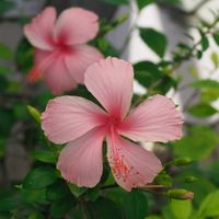 ハイビスカス,お花,夏の花,過去pic,暑い！の画像
