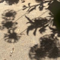 ガイラルディア,鉢植え,光と影,素敵なシルエット,お花を楽しむの画像