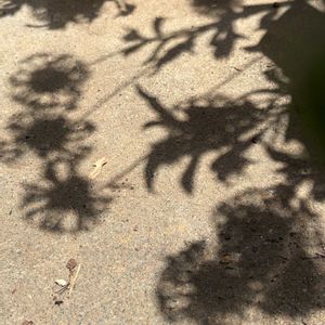 ガイラルディア,鉢植え,光と影,素敵なシルエット,お花を楽しむの画像