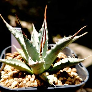 アガベ,アガベ・ユタエンシス,多肉植物,観葉植物,ガーデニングの画像