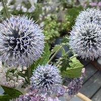 ルリタマアザミ,ルリタマアザミ,ルリタマアザミ（エキノプス）,耐寒性宿根草,北海道の画像