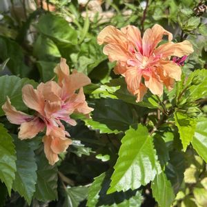 ハイビスカス,鉢植え,ガーデニングの画像