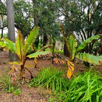バナナ,エンセテ  マウレリー,アカバナナ,南国,南国植物の画像