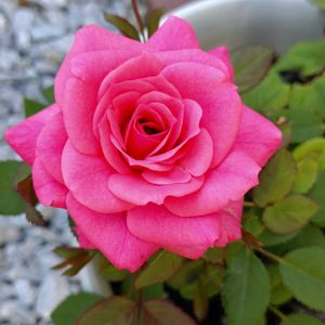 鉢植え,ガーデニング,植え込み,合掌,鎮魂の画像