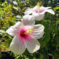 ハイビスカス,ハイビスカス ピンクアイス,今日のお花,乙女色,まみの小庭の画像