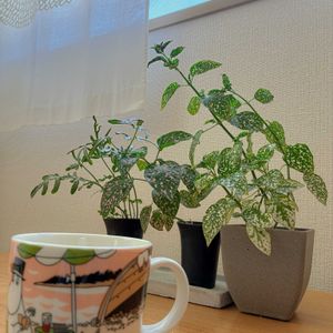 プテリス  エバージェミエンシス,ピポエステス,観葉植物,追悼,平和を願う☆の画像