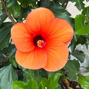 鉢植え,花壇,ガーデニング,ご近所さん,今日のお花の画像