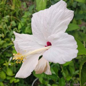 ハイビスカス,ハイビスカス,ハイビスカス,ハイビスカス,鉢植えの画像