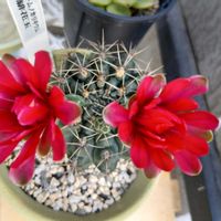 鉢植え,玄関前,私の癒やし,壁天井の画像