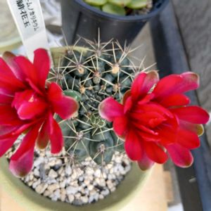鉢植え,玄関前,私の癒やし,壁天井の画像