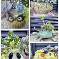 多肉植物寄せ植え,多肉の寄せ植え,ニコニコ日曜日,picotの寄せ植えの画像