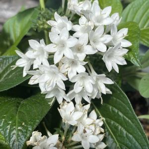 ペンタス,玄関アプローチの画像