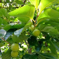 カリン,ベゴニア,カキ,ナンキンハゼ,ハナムグリの画像