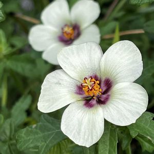 ハイビスカス,ハイビスカス トリオナム,極小ハイビスカス,赤い花,鉢植えの画像