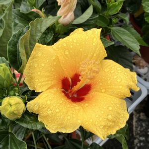 ハイビスカス,タカサゴユリ,ヤノネボンテンカ (タカサゴフヨウ),裏庭,植物のある暮らしの画像