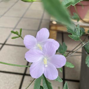 ハイビスカス,暑い夏,今日のお花,玄関アプローチ,庭の画像