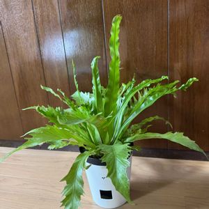 アスプレニウム,アスプレニウム・ビーナス,アスプレニウム　ヴィーナス,観葉植物,植え替えの画像