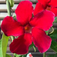 マンデビラ,マンデビラ,鉢植え,花壇,ガーデニングの画像