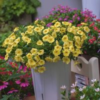 鉢植え,スリット鉢,PR,スリット鉢といえばカネヤの画像