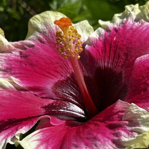 ハイビスカス♡,自宅の庭,沖縄に咲く花,玄関アプローチの画像