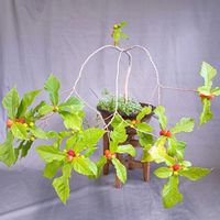 山野草,白花,鉢植え。,スマホ撮り,和を感じての画像