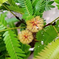 エバーフレッシュ,エバーフレッシュの花,観葉植物,初めてのエバーフレッシュの画像