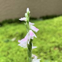 ネジバナ,ガーデニング,山野草,我が家の庭,花のある暮らしの画像