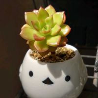 レティジア,姫秋麗, ブロンズ姫,多肉植物,多肉初心者の画像