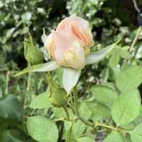 バラ、薔薇、ばら,鉢植え,マイガーデン,綺麗✨,チーム岐阜の画像