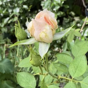 バラ、薔薇、ばら,鉢植え,マイガーデン,綺麗✨,チーム岐阜の画像