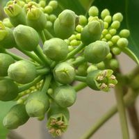 カクレミノ,樹木,植え込み,木に咲く花,歩道脇の画像