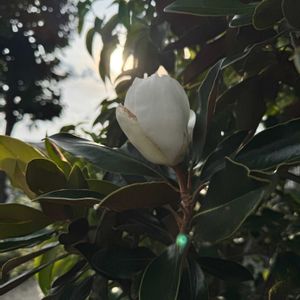 タイサンボクの画像