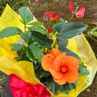 ハイビスカス,コーヒーの木,GSに感謝。,今日のお花,チーム岐阜の画像
