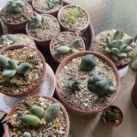 ゴールドビューティー,パキフィツム属,ロフォフォラ,ロフォフォラ,多肉葉挿しの画像