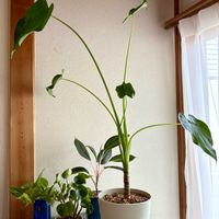 クワズイモ,ポトス,アグラオネマ,パンケーキプラント,観葉植物の画像