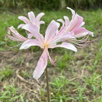 ナツズイセン,植栽の画像