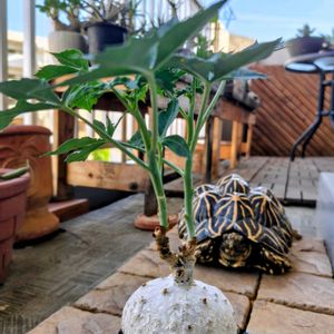 ヤトロファ錦珊瑚,多肉植物,観葉植物,塊根植物,ベランダガーデンの画像