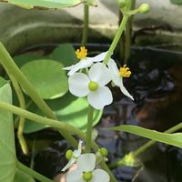 オモダカ,庭の画像