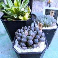 ハオルチア,ハオルチア オブツーサ,多肉植物,ハオルチア属,多肉大好きの画像