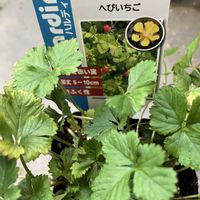イチゴ,へびいちご,ベランダガーデニング,見切り品,値引き救出の画像