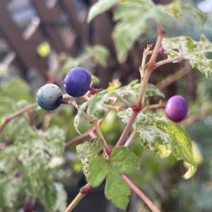 ノブドウ,種から,夏野菜,みんな最高,小さな庭の画像
