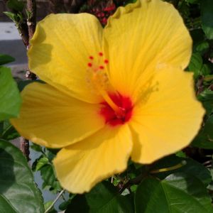 ハイビスカス,鉢植え,ガーデニング,植え込み,大谷翔平の画像