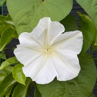 ヨルガオ,ユウガオ,グリーンカーテン,庭づくりプロジェクトの画像