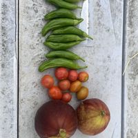 ミニトマト,イチヂク,シシトウ,可愛い,収穫の画像