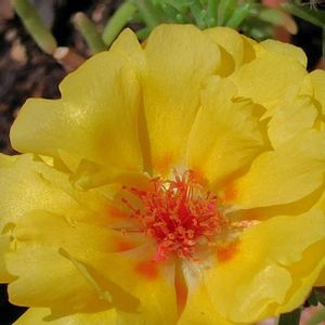 マツバボタン,マツバボタン,鉢植え,黄色の花,日曜ビタミンカラー♪の画像